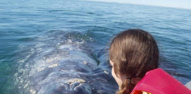  Avistamiento de cetaceos en San Diego, California