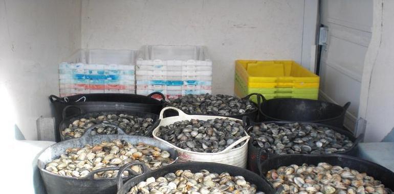 Decomisan más de 1,7 toneladas de pescado y marisco ilegales en Galicia