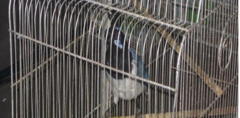 Recuperan 116 ejemplares de aves en peligro de extinción y detienen al portador en Iztapalapa  