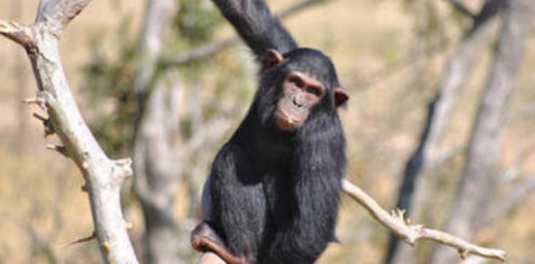 Los chimpancés tienen un sentido de la justicia similar al de los humanos