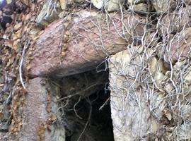 “Bocarón”: ¿una nueva figura del derecho consuetudinario asturiano?