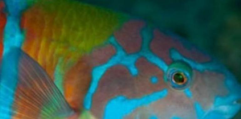 VIDEO: OCEANA alerta sobre el peligro que corre la vida en los océanos