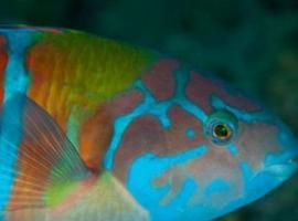 VIDEO: OCEANA alerta sobre el peligro que corre la vida en los océanos