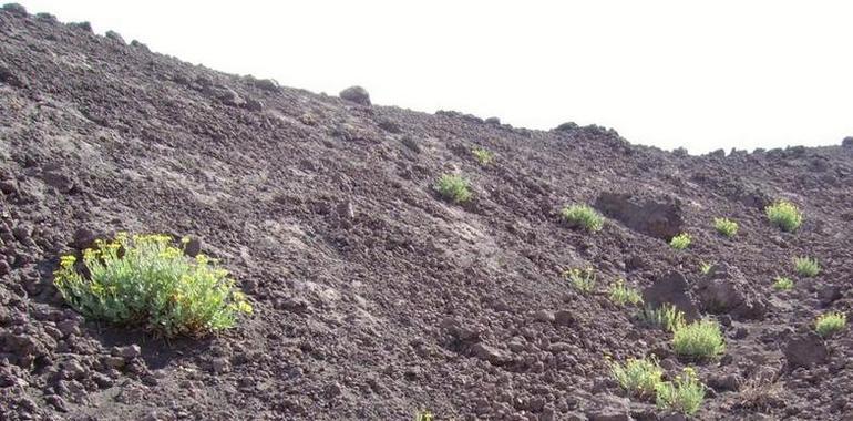 Las plantas que no se autopolinizan tienden a hibridarse con otras especies