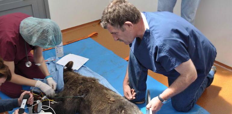 La osa encontrada herida en Cangas del Narcea mejora pero seguirá a tratamiento antibiótico 