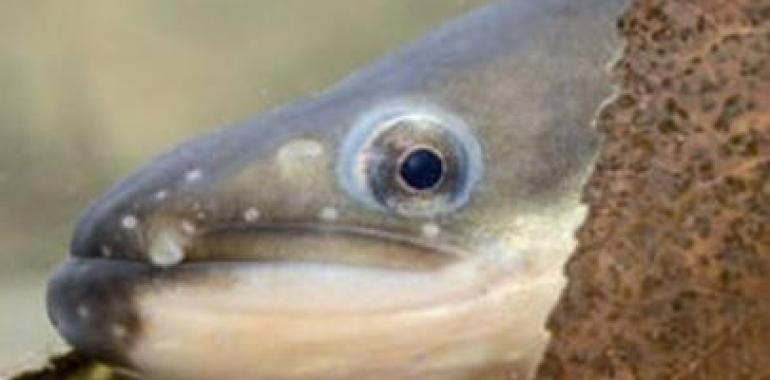  Información pública del Plan de aprovechamiento de la anguila en la desembocadura del río Tambre 