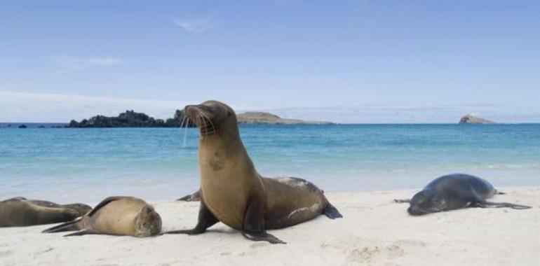 Bahía Gardner: un paraíso natural en las Islas Galápagos 