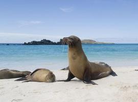 Bahía Gardner: un paraíso natural en las Islas Galápagos 