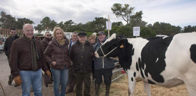 600 cabezas de ganado en San Vicente de la Barquera en la festividad de su patrón