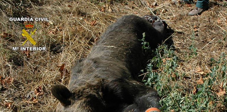 Dos detenidos por la muerte de un oso pardo en Porley, Cangas del Narcea 