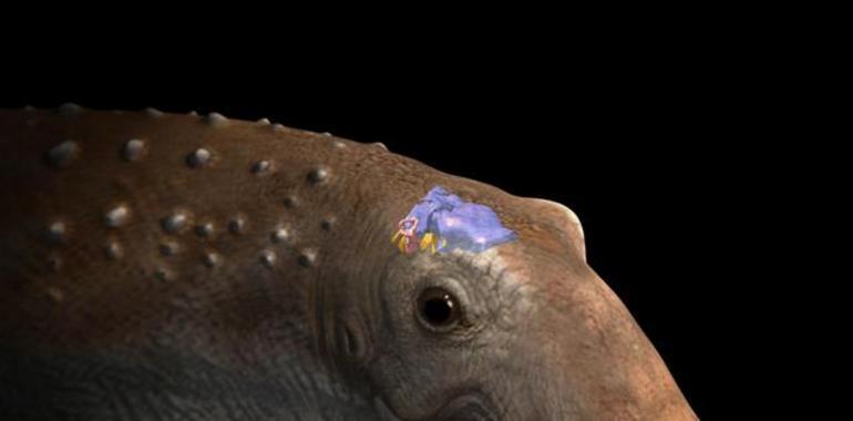 El cerebro del ampelosaurio de Cuenca, al descubierto, apunta a una nueva especie 