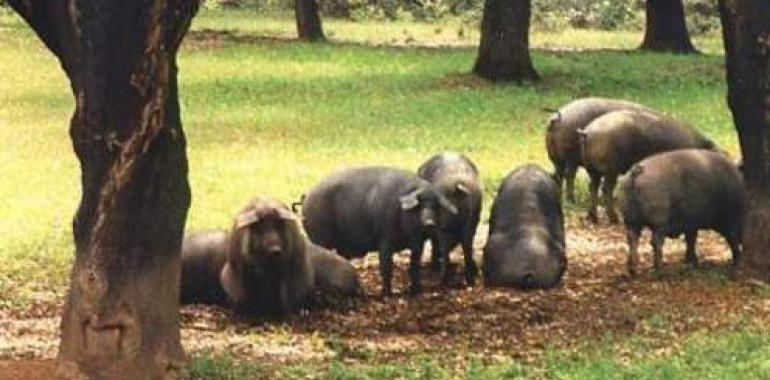 Se modifica la norma de calidad para la carne, el jamón, la paleta y la caña de lomo ibéricos