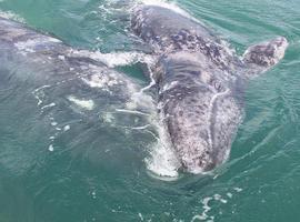 Cerca de mil ejemplares de ballena gris llegan la Reserva de la Biosfera El Vizcaíno