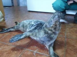 La foquina 'Playu' comenzó hoy a comer por sí sola y evoluciona favorablemente