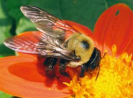Crean una red para la prohibición de los plaguicidas peligrosos para las abejas y otros polinizadores