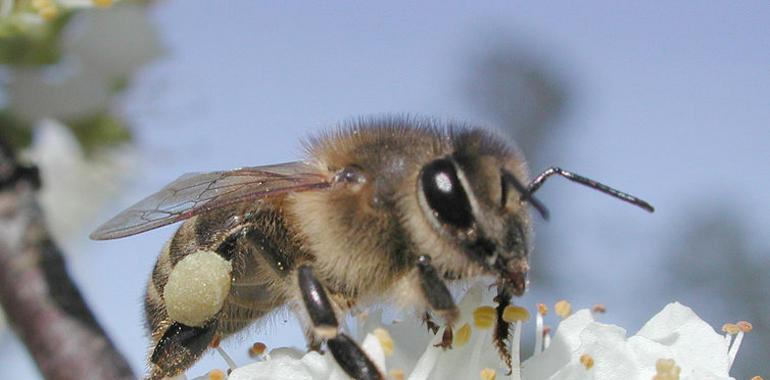 Biocidas que atacan solo a los insectos