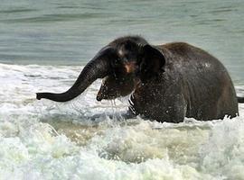 'Dumbo' se lo pasa pipa jugando con las olas