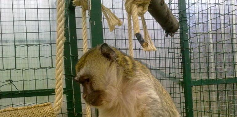El Zoo de Oviedo abre sus puertas de cara la primavera con un nuevo habitante, Helen