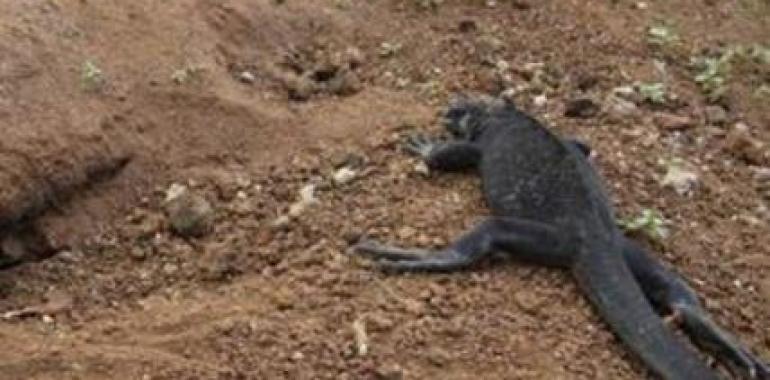 Comenzó el período de reproducción de las iguanas marinas en Galápagos