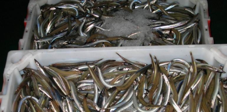 El mercurio en los peces aumenta el riesgo de enfermedad cardiovascular