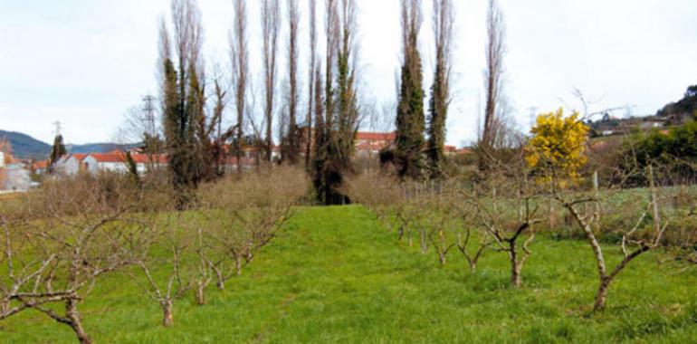 Jornada sobre cultivos frutales, el lunes 11 de marzo, en la Casa de la Cultura de Infiesto.