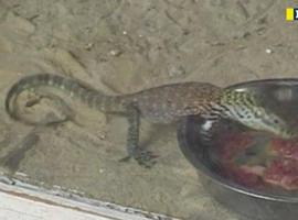 Siete dragones de guardería