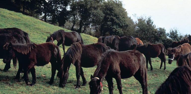 I Concurso Regional de Ganado Equino de la Montaña Asturiana