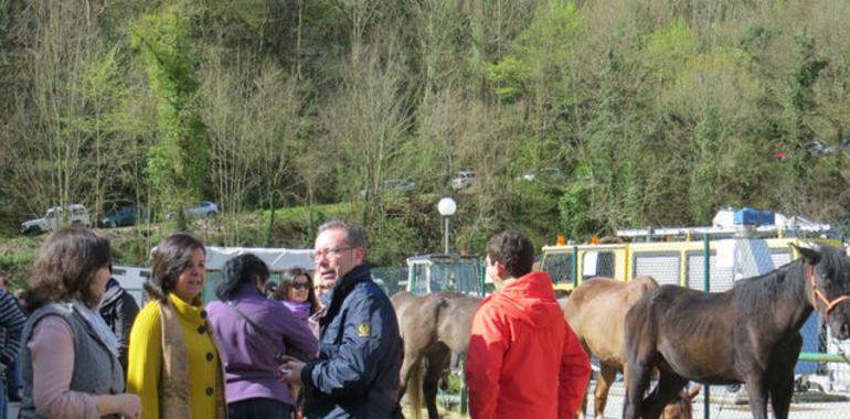 La cabaña equina asturiana se recupera de su hundimiento