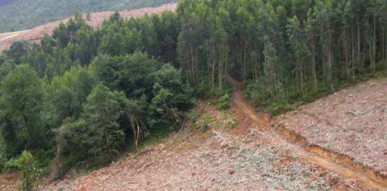 El PP alerta del cierre de empresas forestales y la pérdida de empleos por los cambios del Principado 