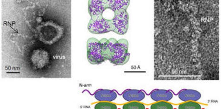 Descubierta la estructura de la ribonucleoproteína del virus Bunyamwera 