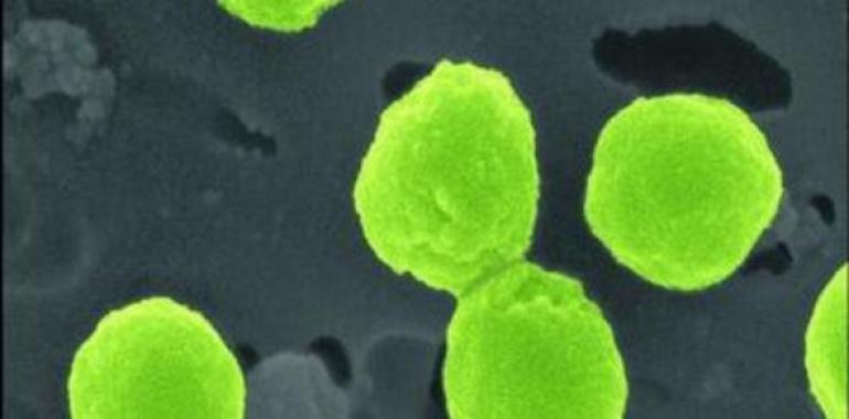 El rey del mar mide 0,4 micras y vive de luz y glucosa 