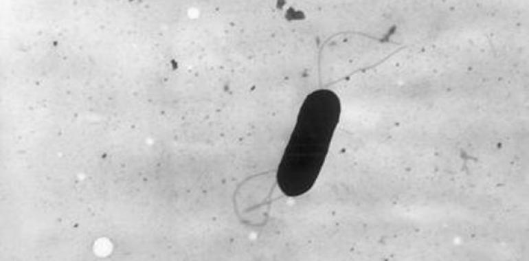 Contra la metástasis en el cáncer de páncreas