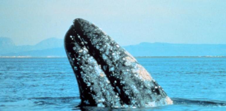 Contabilizan  mil 858 ballenas adultas y ballenatos en El Vizcaíno