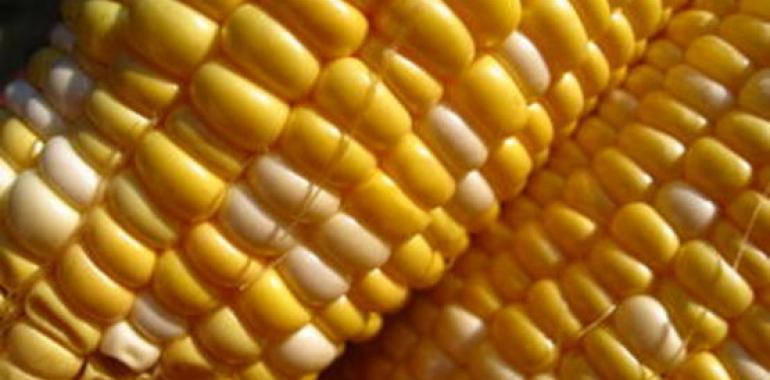 Variedades de maíz. Actualización año 2012, del SERIDA