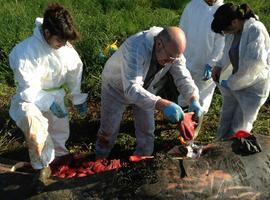 La basura tirada por humanos causó la muerte del cachalote 'bebé' varado en Ribadesella