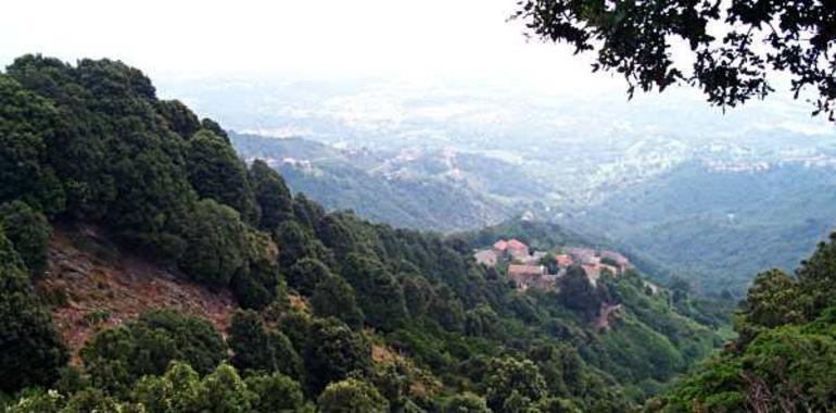 una nueva alianza frente a las amenazas a los bosques