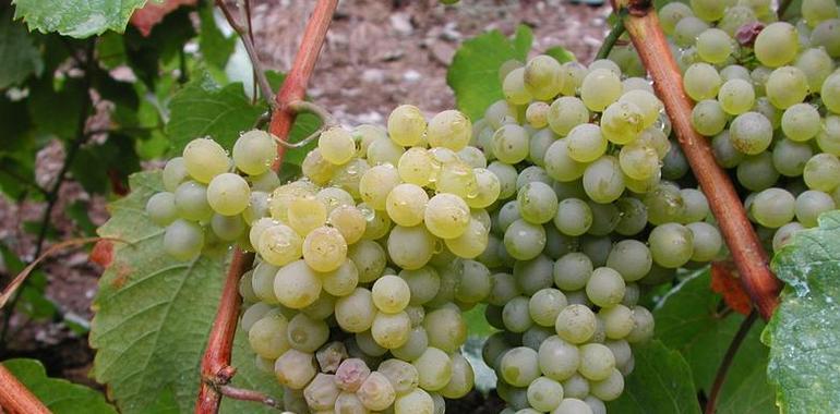 Estudian el uso de hormonas que propician la caída de la uva para mejorar la vendimia mecanizada