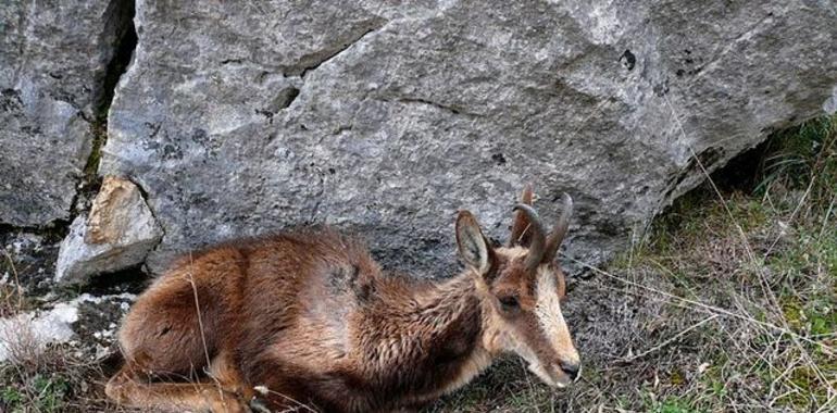 FORO alerta del riesgo para la cabaña ganadera por los cadáveres de los rebecos muertos por la sarna