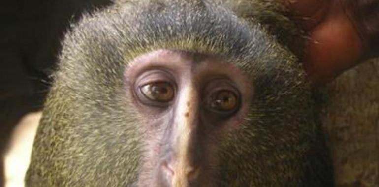 El mono con cara humana y la mariposa de Flickr, 