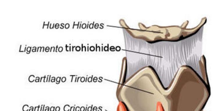 El HUCA abre la puerta a nuevos tratamientos del cáncer de tiroides 