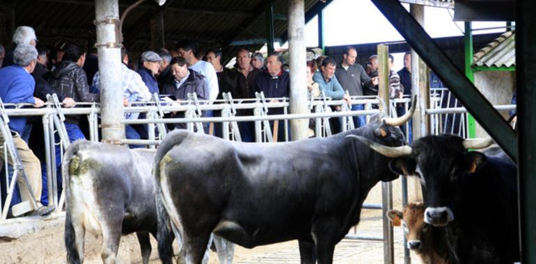 Tudancas y monchinas a menos de mil euros