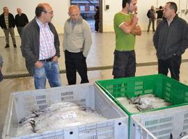 El bonito 'rebelde' se rula en Xixón a 14 euros