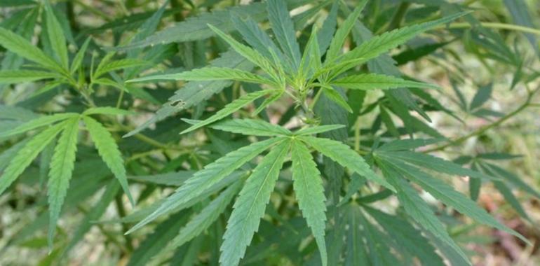 Identificado el mecanismo que altera la coordinación motora por consumo crónico de cannabis