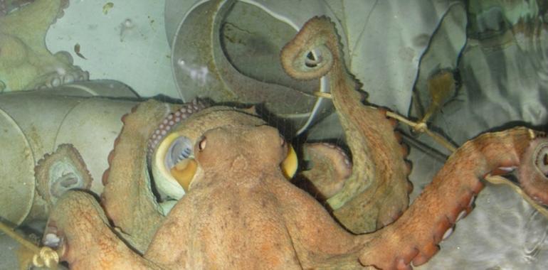 Consiguen una dieta para el engorde del pulpo en cautividad