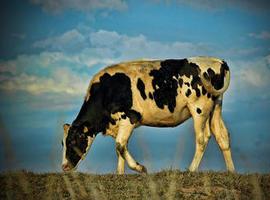 La leche 'ecológica' es más pobre en yodo que la convencional 