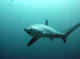 Tiburón 'raposu' caza sardines por delante… y por detrás