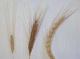 Jornada sobre el cultivo de la escanda en Villaviciosa