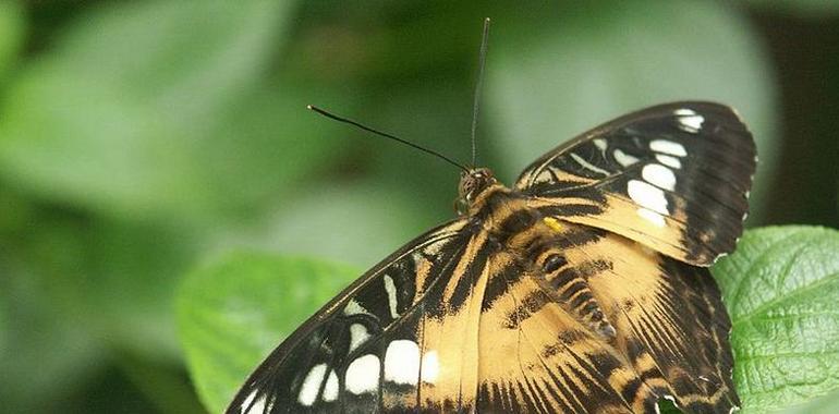 Los científicos prevén un fuerte descenso en las poblaciones de mariposas mediterráneas