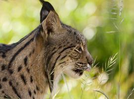 El cambio climático puede acabar con los menos de 300 linces hipánicos que aún viven