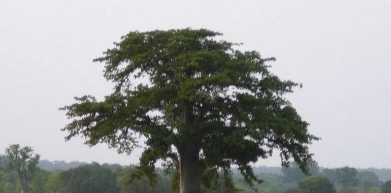 El baobab, declarado Árbol Nacional de República Dominicana